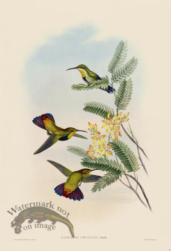 Gould Hummingbird 080